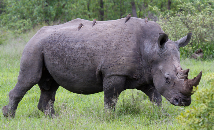 Rhinoceros bull with Oxpeckers